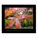 Japanese Maple, photography no. 1 posters