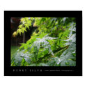 Japanese Maple, photography no. 2 posters