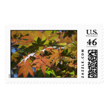 Japanese Maple postage