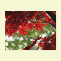 Japanese Maple postcards