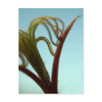 Japanese Maple