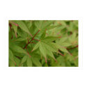 Japanese Maple posters