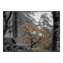 Japanese Maple posters