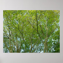 Japanese Maple Poster