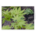 Japanese Maple Spring Leaves cards by gardenparty Japanese Maple Spring Leaves cards
