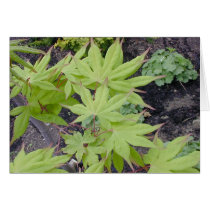 Japanese Maple Spring Leaves cards by gardenparty Japanese Maple Spring Leaves cards