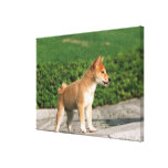 Japanese Midget Shiba 2 Gallery Wrapped Canvas