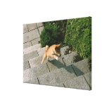 Japanese Midget Shiba 3 Gallery Wrap Canvas