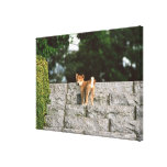 Japanese Midget Shiba 4 Stretched Canvas Print