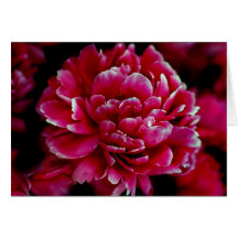 Japanese Peonies Cards