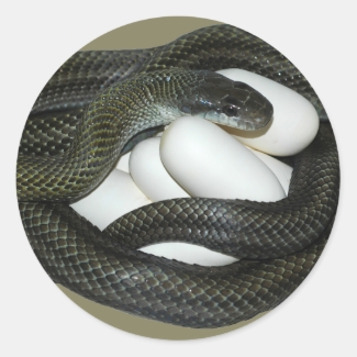 Japanese Rat Snake, beautifull and caring mother!