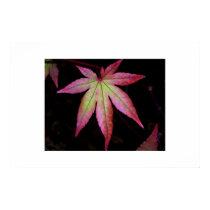Japanese red maple leaf posters