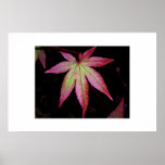 Japanese red maple leaf print