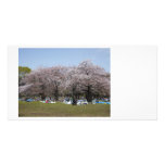 Japanese Sakura Photo Cards