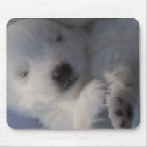 Japanese Spitz / American Eskimo young puppy Mouse Pad