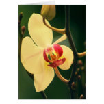 Japanese Styled Orchid Greeting Card