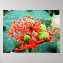 Jardín Botánico Piñeres, Turbaco, Colombia Poster