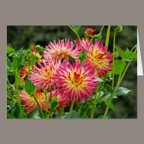 Jardin des Plantes-1 cards