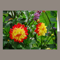 Jardin des Plantes-2 cards