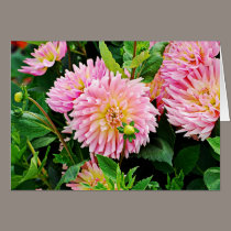 Jardin des Plantes-3 cards