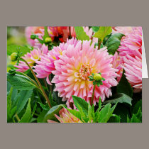 Jardin des Plantes-4 cards