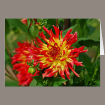 Jardin des Plantes-5 cards