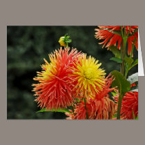 Jardin des Plantes-6 cards