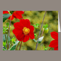 Jardin des Plantes-7 cards