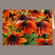 Jardin des Plantes-8 cards