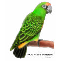 Jardine's Parrot Hoodie shirt
