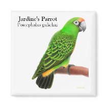 Jardine's Parrot Magnet by twopurringcats Jardine's Parrot Magnet