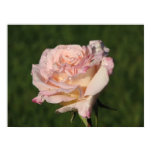 Jardins de Bagatelle Hybrid Tea Rose 054 Jardins de Bagatelle Hybrid Tea Rose 054