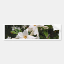 Jasmine Bumper Sticker