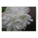 Jasmine Card