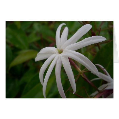 Jasmine Flower Card