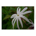 Jasmine Flower Card