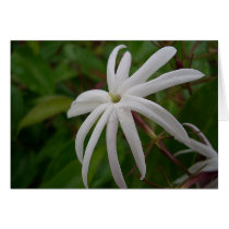 Jasmine Flower Card by cindy_k Jasmine Flower Card