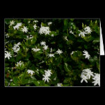 Jasmine Flowers Card