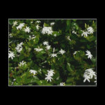 Jasmine Flowers Postcard