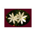 Jasmine Flowers posters