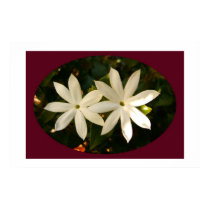 Jasmine Flowers posters by mikeysmommy Jasmine Flowers posters