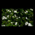 Jasmine Flowers Print