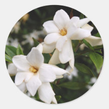 Jasmine Stickers