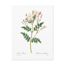 Jasminum grandiflorum postcard
