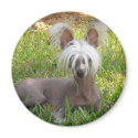 Jasper Green Grass Round Magnet by FrankzPawPrintz Jasper Green Grass Round Magnet