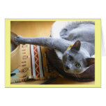 Jasper "I'm so pretty" cards