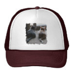 Jasper & Kaylee Kitten Hat Jasper & Kaylee Kitten Hat