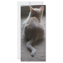 Jasper & Kaylee Kitten Photo Bookmark Customized Rack Card