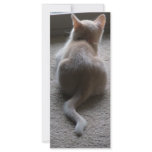 Jasper &amp; Kaylee Kitten Photo Bookmark Customized Rack Card