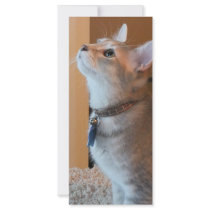 Jasper Kitten Photo Bookmark Personalized Rack Card